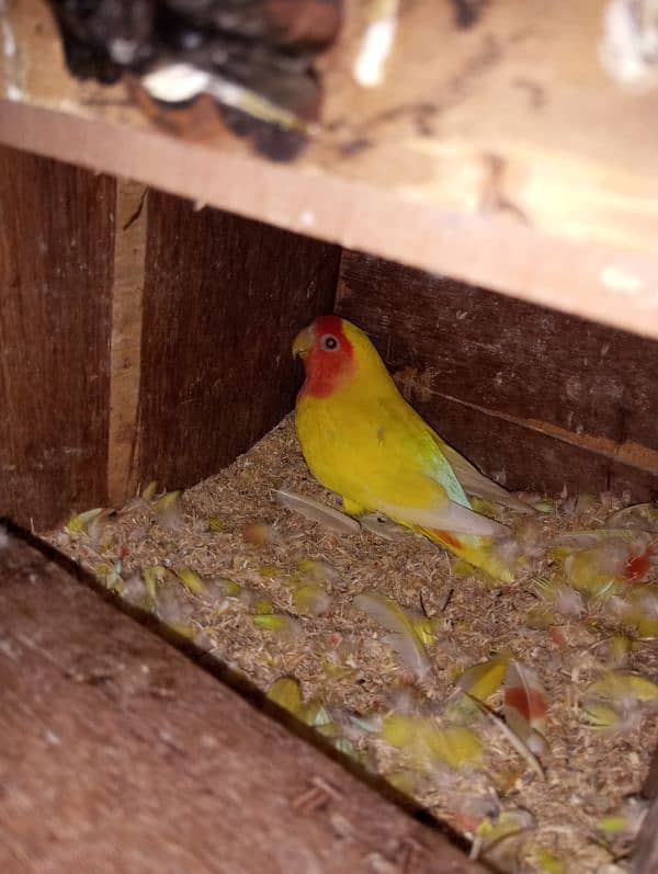 love bird Common lutino red eye 0