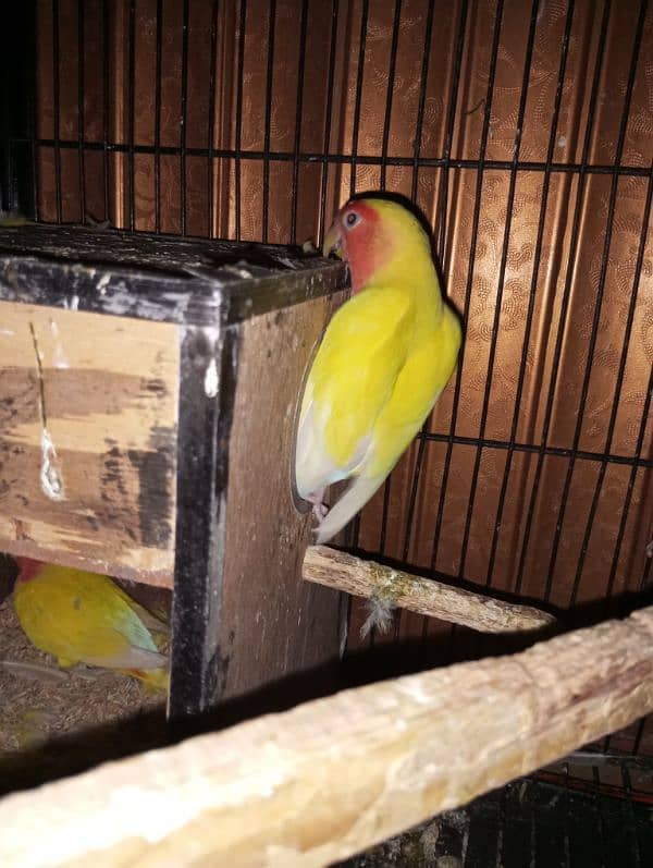 love bird Common lutino red eye 1