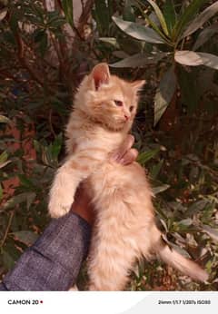 Persian male kitten Brown Sami puch  03117144155