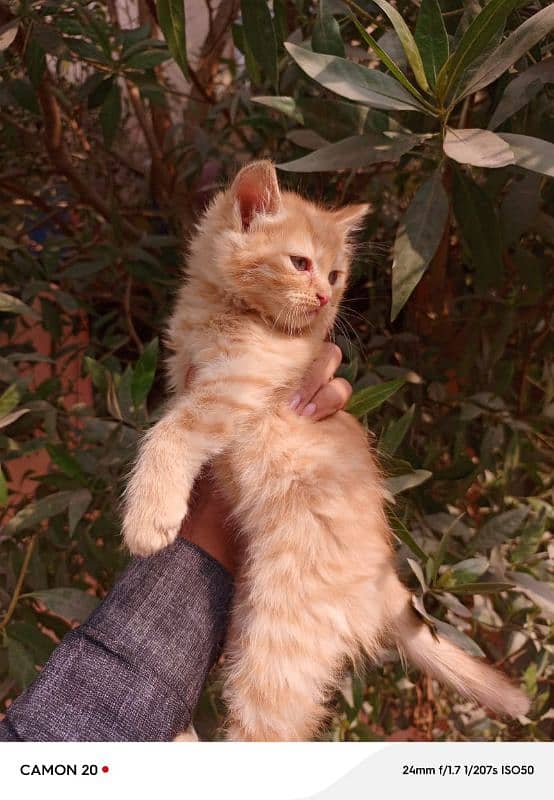 Persian male kitten Brown Sami puch  03117144155 0