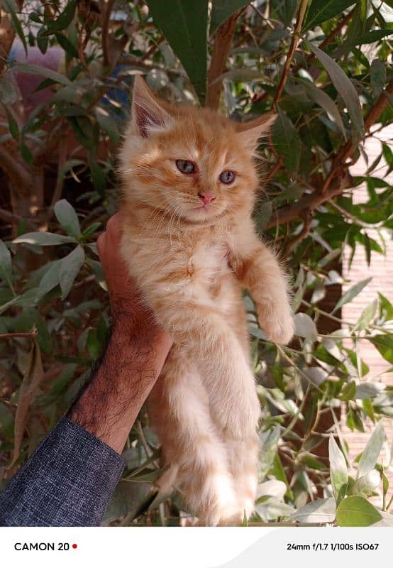 Persian male kitten Brown Sami puch  03117144155 1