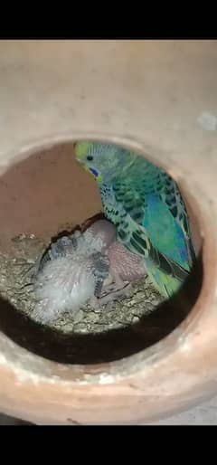 love birds, Bagri (bagri)  parrot