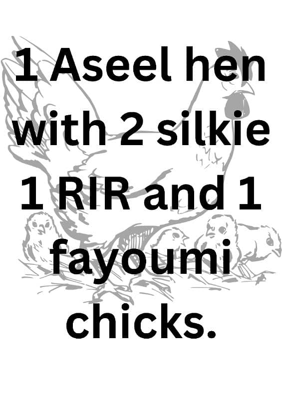 Aseel hen with 2 silkie 1 RIR 1 fayoumi chicks 0