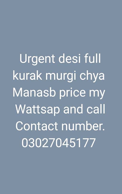 urgent Full dasi kurak murgi chiya manasb price ma searias contact me 0