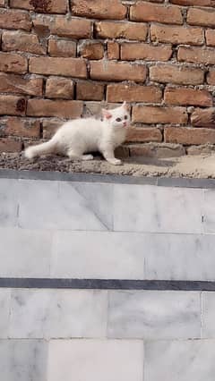 Persian kittens healthy active and vaccinated