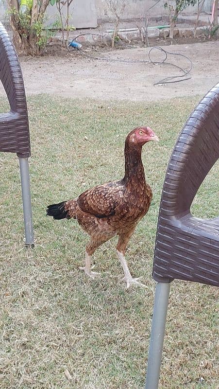 Aseel hen with 2 silkie 1 RIR 1 fayoumi chicks 1