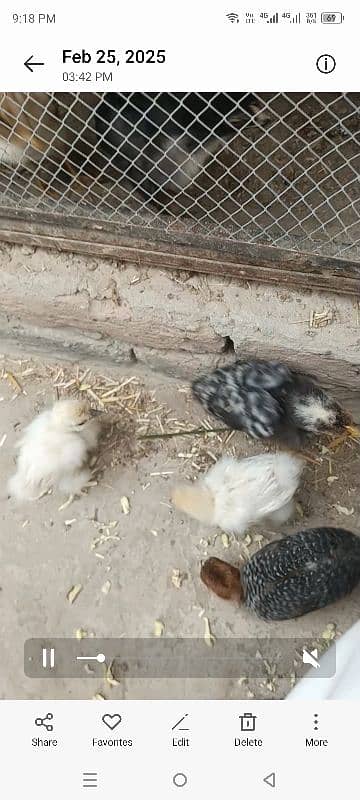 Aseel hen with 2 silkie 1 RIR 1 fayoumi chicks 2