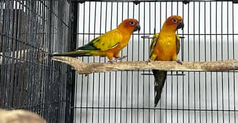 Sunconure pair