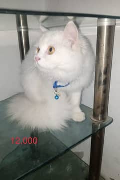 persian cats for sale