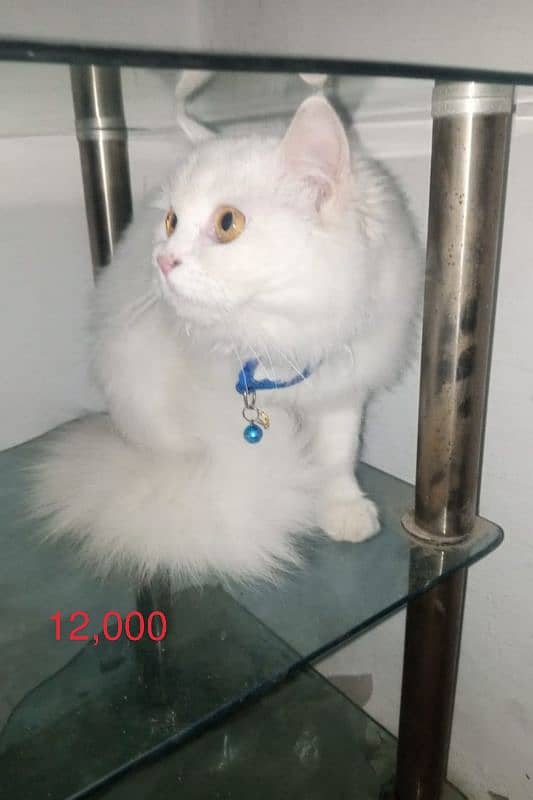 persian cats for sale 0