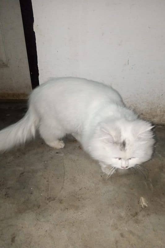 persian cats for sale 2