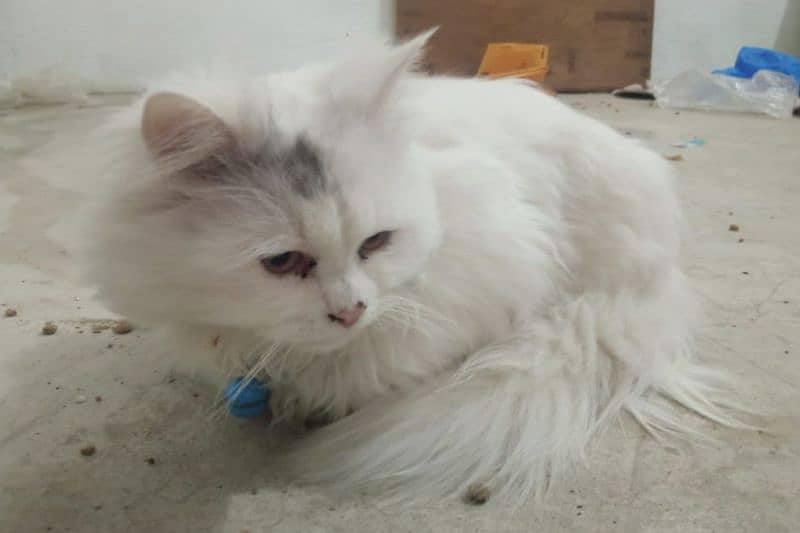 persian cats for sale 3