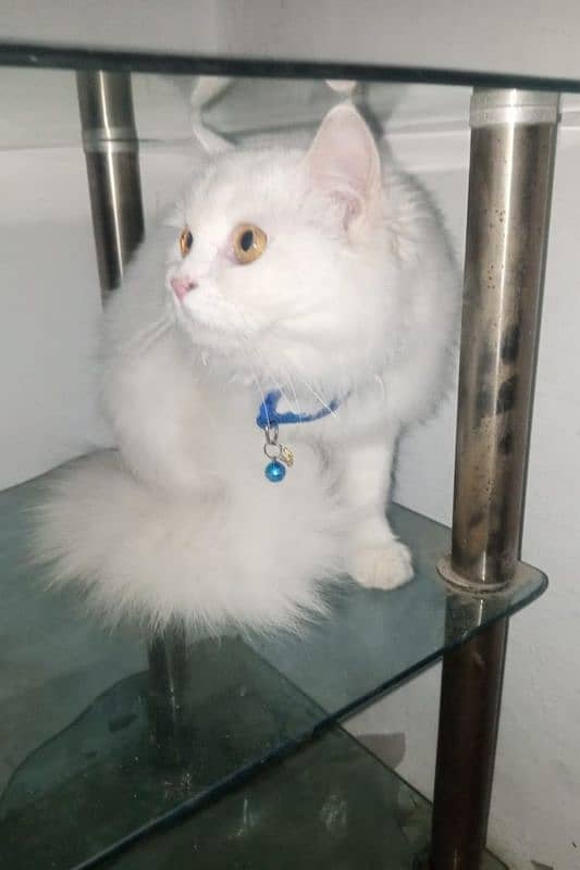 persian cats for sale 4