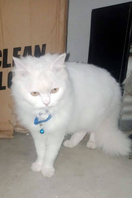 persian cats for sale 5