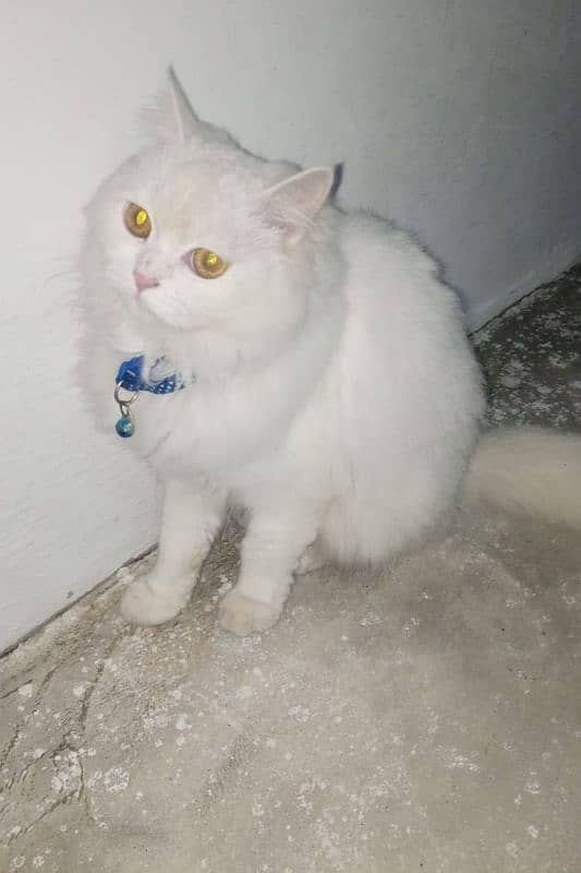 persian cats for sale 6