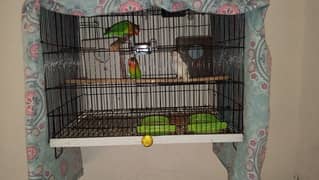 Love bird | Albino red eyes |  breeder | split Fisher | birds for sale