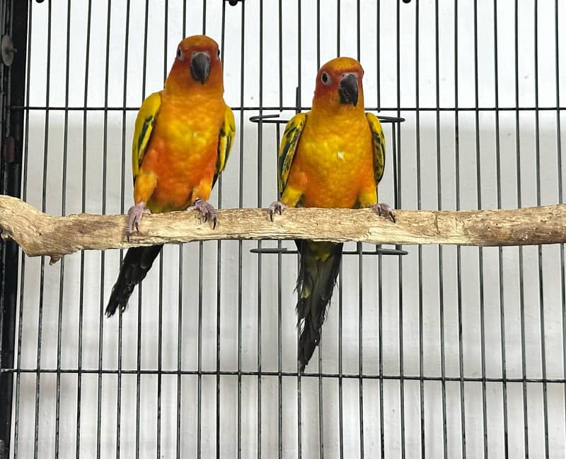 Sunconure pair 1