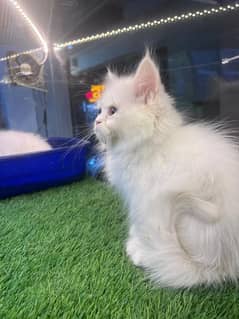 Persian cats My WhatsApp 03015880301