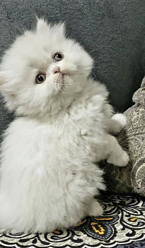 Persian cats My WhatsApp 03015880301 5