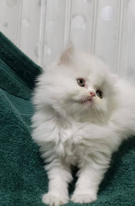 Persian cats My WhatsApp 03015880301 6