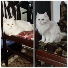 White persian cat pair