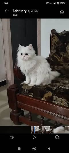 White persian female kitten