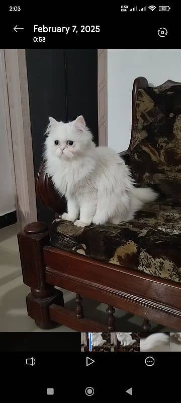 White persian cat pair 3