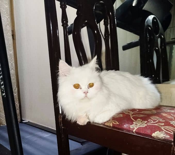 White persian cat pair 4