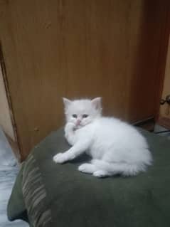 3 Cats Pair Persian Available For Sale. Sargodha