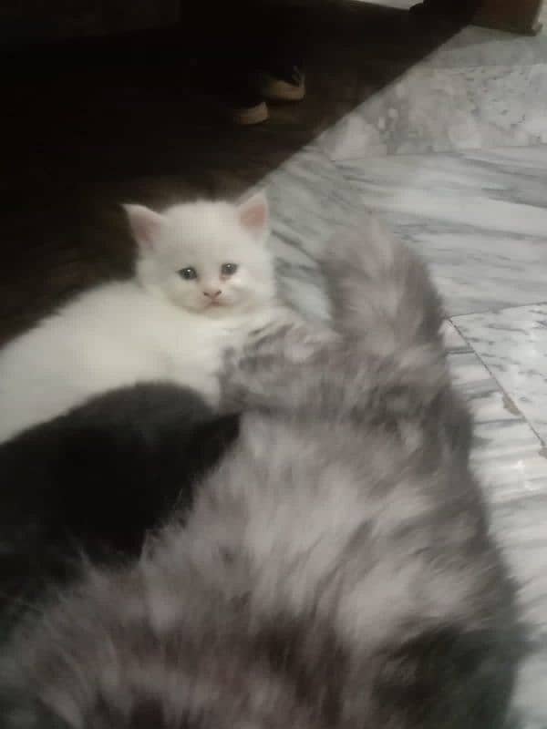 3 Cats Pair Persian Available For Sale. Sargodha 1