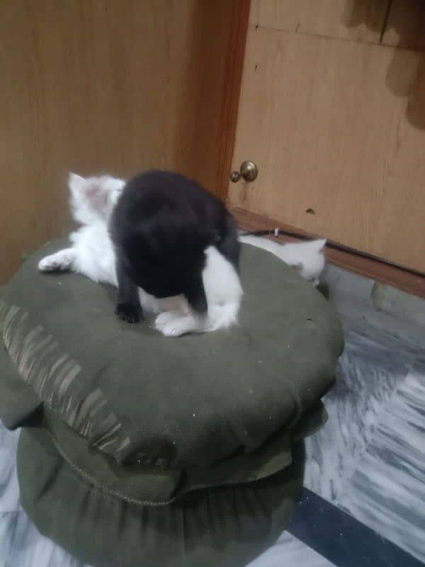 3 Cats Pair Persian Available For Sale. Sargodha 2