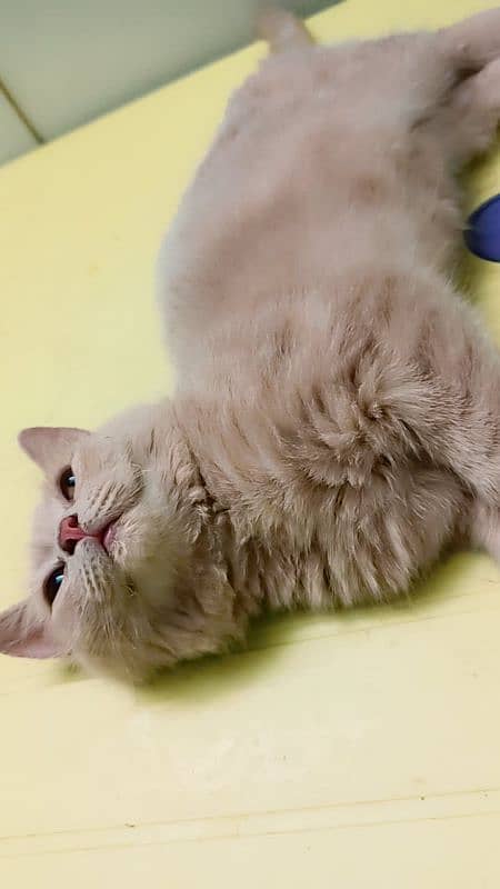 fluffy double coated Persian kitten for sell 1