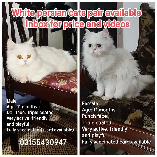 White persian cat pair 5