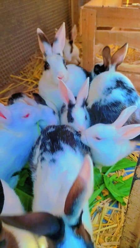 Rabbit cute baby for sale 1