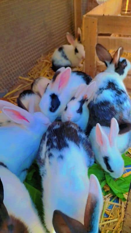 Rabbit cute baby for sale 2