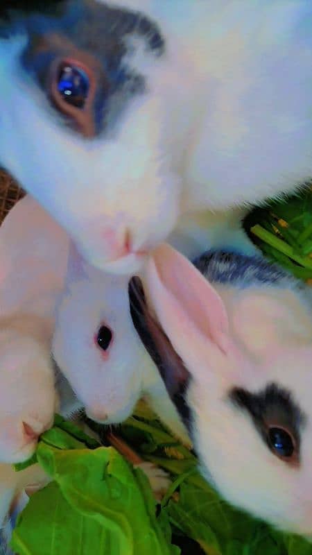 Rabbit cute baby for sale 4