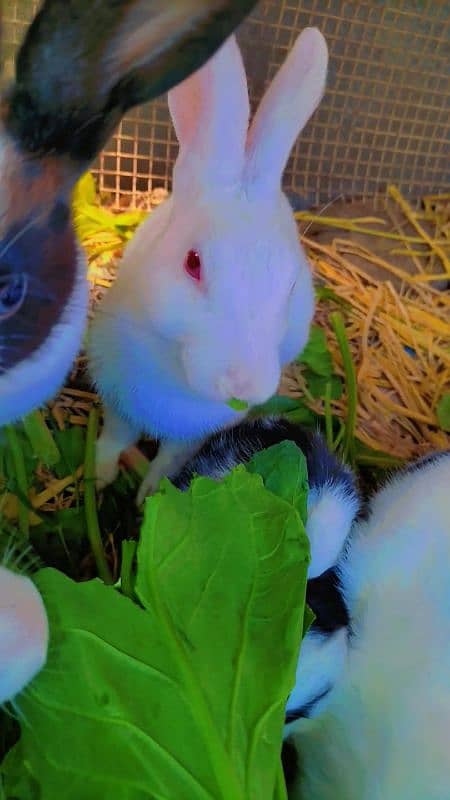 Rabbit cute baby for sale 5