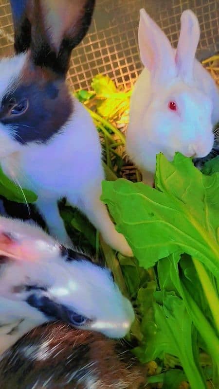 Rabbit cute baby for sale 6