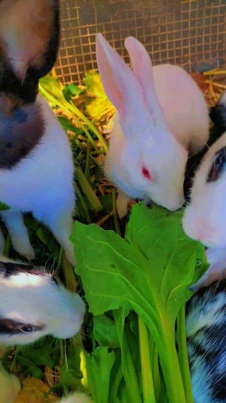 Rabbit cute baby for sale 7