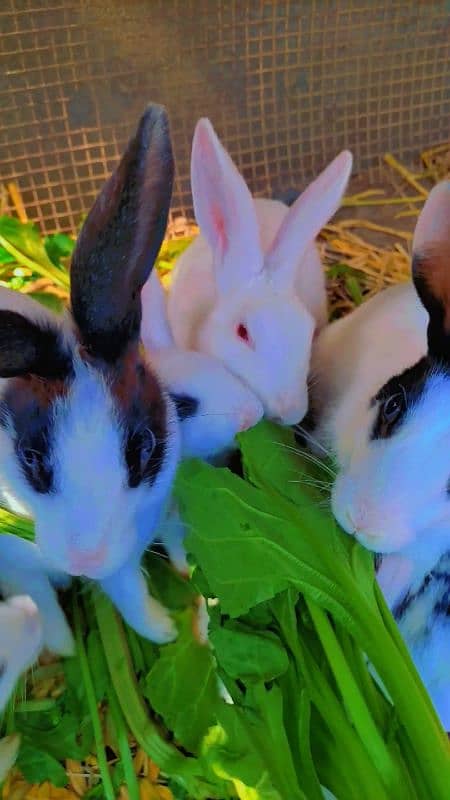 Rabbit cute baby for sale 10