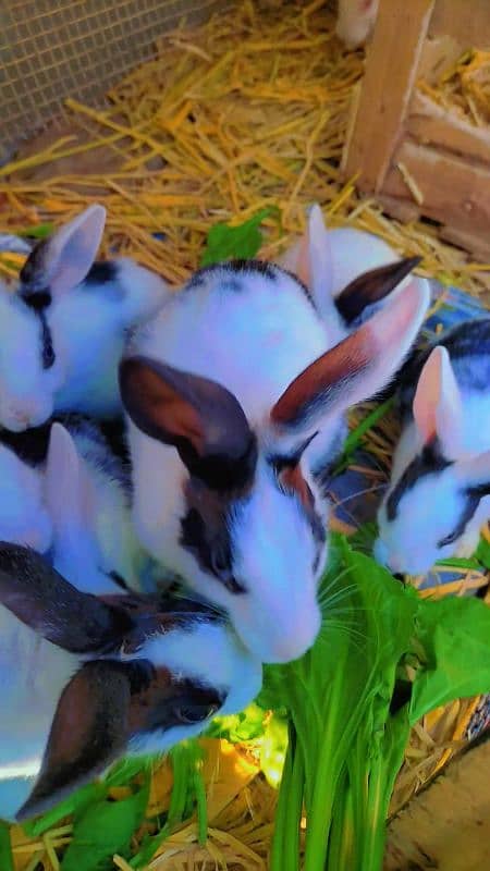 Rabbit cute baby for sale 14