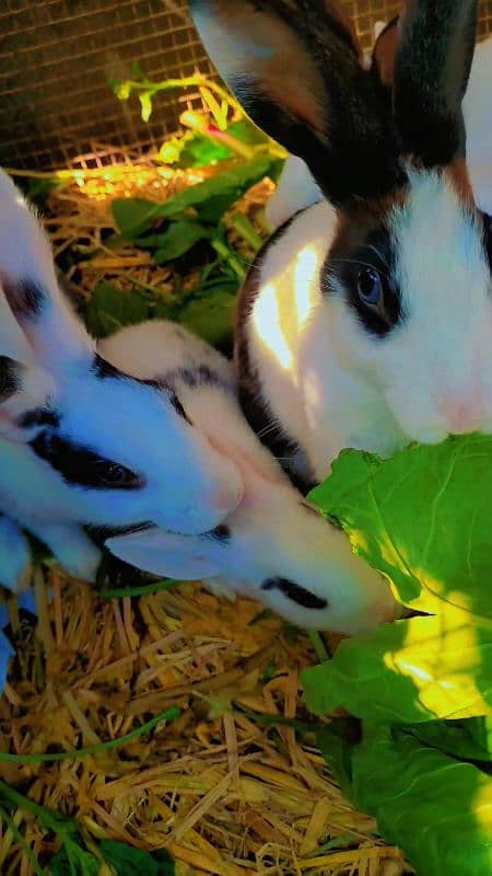 Rabbit cute baby for sale 16