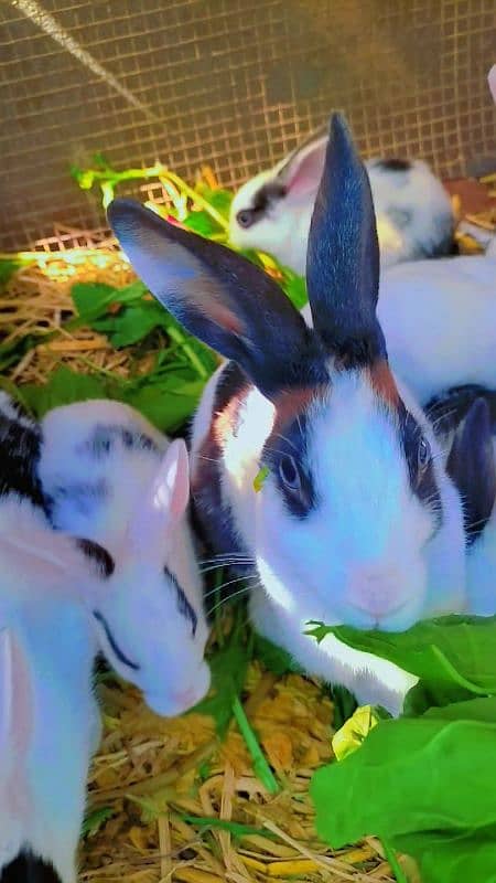 Rabbit cute baby for sale 17