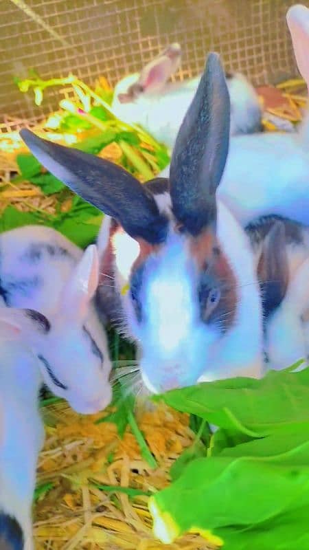 Rabbit cute baby for sale 18