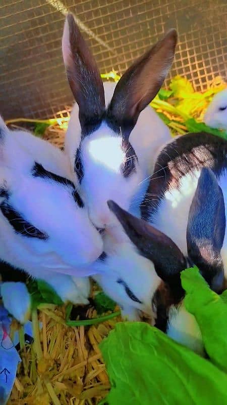 Rabbit cute baby for sale 19