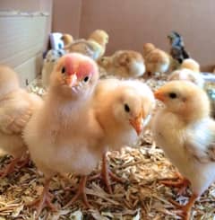 10 days chicks available near bahria lahore