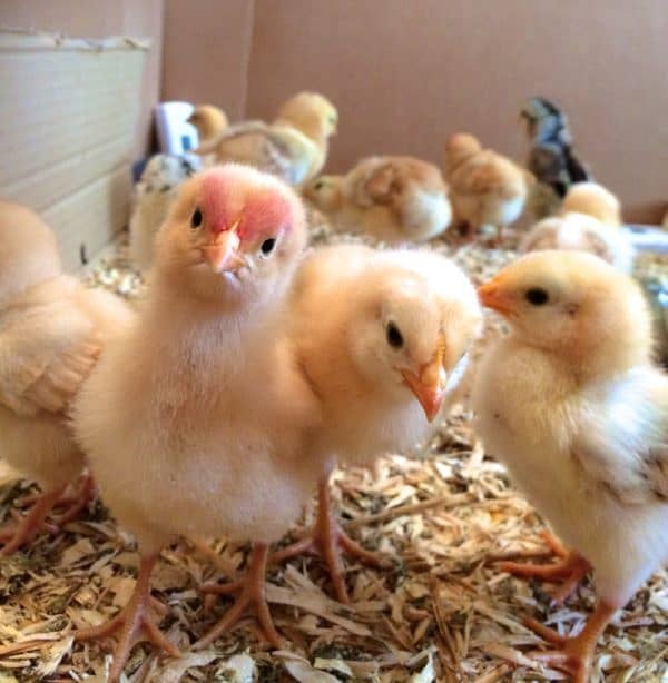 10 days chicks available near bahria lahore 0