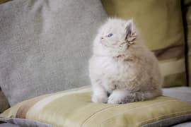 Supreme Persian kitten Looking for loving family