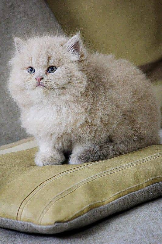 Supreme Persian kitten Looking for loving family 3