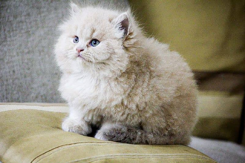 Supreme Persian kitten Looking for loving family 4